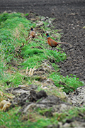 bild_cb_ostfriesland_fp