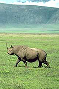 bild_cb_serengeti_fp