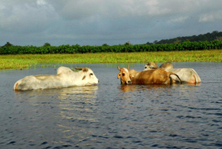 bild_cb_guyana_2